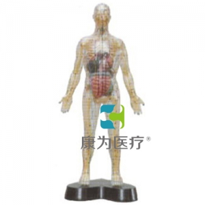 “康為醫療”透明人體針灸模型（透明可見骨骼.內臟)