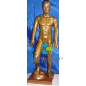 “康為醫療”運動式古銅色人體針灸模型（85CM）