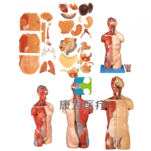 “康為醫療”男、女兩性互換肌肉內臟背部開放式頭頸軀干模型