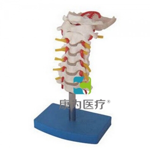 “康為醫療”頸椎帶頸動脈、后枕骨、椎間盤與神經模型