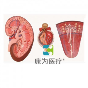 “康為醫療”腎與腎單位、腎小球放大模型