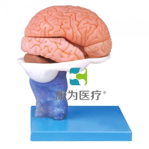 “康為醫療”15部分腦解剖模型