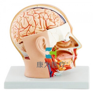“康為醫療”頭部解剖模型，自然大，4部件