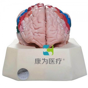 “康為醫療”大腦皮質分區模型