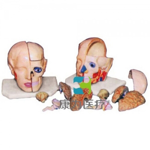 “康為醫療”頭解剖附腦模型（10部件）