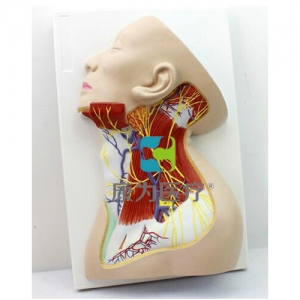 “康為醫療”頸部神經模型