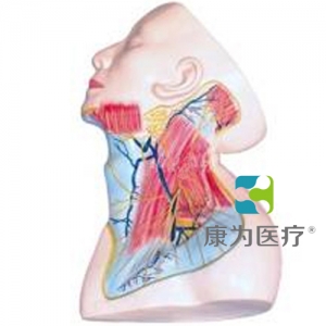 “康為醫療”頸部淺層解剖模型