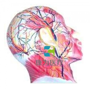 “康為醫療”顏面淺層肌肉神經血管模型