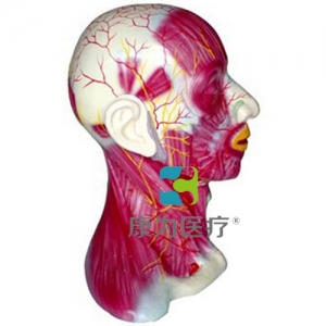 “康為醫療”頸部淺層肌肉血管神經模型