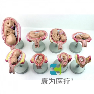 “康為醫療”胎兒發育過程模型（帶底坐）