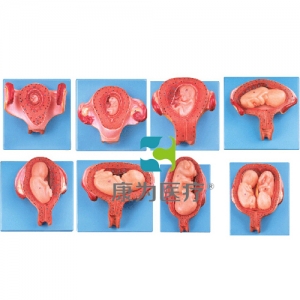 “康為醫療”妊娠胚胎發育過程模型
