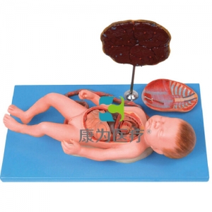 “康為醫療”胎盤臍帶與胎兒內臟模型