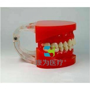 “康為醫療”標準牙頜模型A