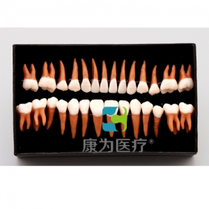 “康為醫療”成人牙齒模型28顆
