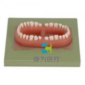 “康為醫療”成人牙模型總匯（32顆牙）