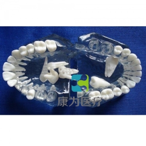 “康為醫療”標準水晶牙列模型(全口牙可拆）
