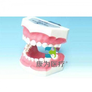 “康為醫療”刷牙指導模型（乳牙）