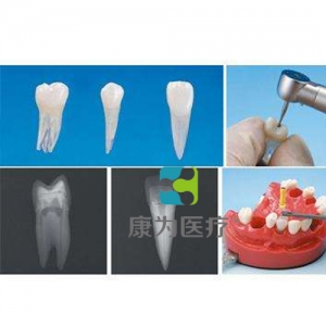“康为医疗”带髓腔根管牙体模型