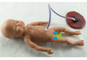 “康為醫療”高級出生嬰兒臍帶護理模型(男嬰)臍帶護理標準化模擬病人(男嬰)