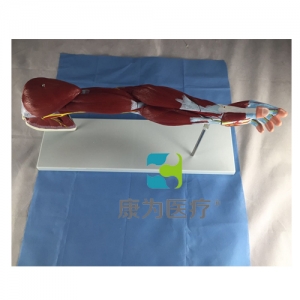 “康為醫療”上肢肌肉附血管神經模型