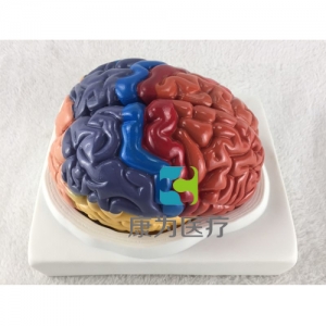 “康為醫療”大腦皮質功能定位模型