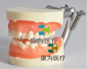 “康為醫療”國際口腔醫師資格考試拔牙模型,口腔執業醫師資格考試拔牙模型廠家直銷