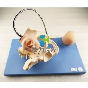 “康为医疗”带有胎儿头的骨盆模型,分娩机制示教模型