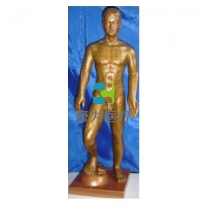 “康為醫療”運動式古銅色人體針灸模型（85CM）