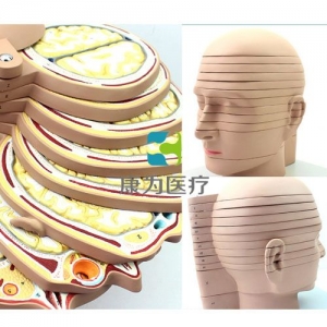 “康為醫療”頭頸部切面附腦模型