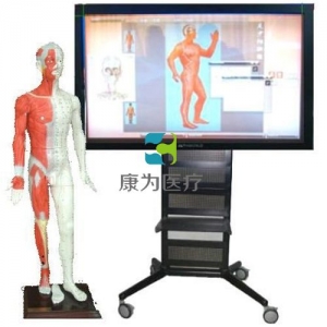 “康為醫療”42寸多媒體人體針炙穴位交互數字平臺