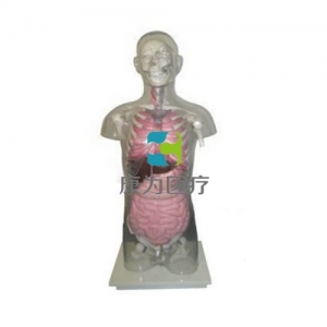 “康為醫療”頭頸軀干骨、骨盆與內臟關系附透明軀殼模型