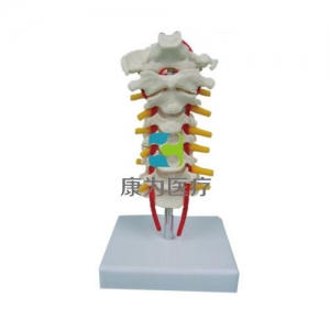 “康為醫療”枕骨頸椎和椎動脈脊神經模型
