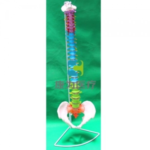 “康為醫療”脊椎帶骨盆色分模型