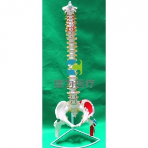 “康為醫療”彎曲脊椎帶骨盆腿骨附肌肉起止點模型