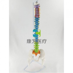 “康為醫療”脊椎帶骨盆及腿骨色分模型