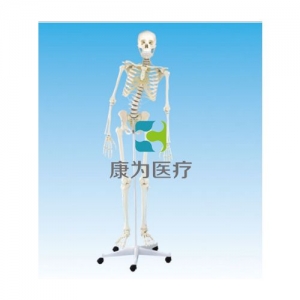 “康為醫療”女性全身骨骼模型（脊柱骨可彎曲）