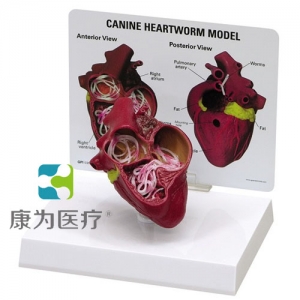 “康為醫療”醫患關系溝通模型-犬心臟剖面模型 （醫學指導模型）