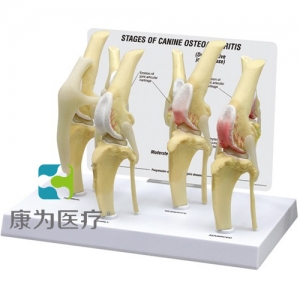 “康為醫療”醫患關系溝通模型-犬四段膝蓋模型 （醫學指導模型）