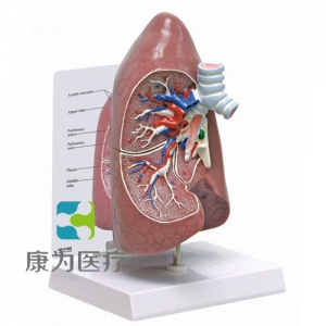 “康為醫療”醫患關系溝通模型-正常肺解剖模型 （醫學指導模型）