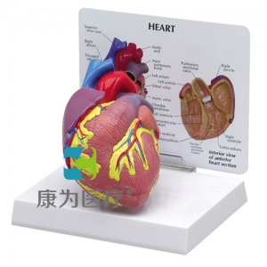“康為醫療”醫患關系溝通模型-正常心臟模型 （醫學指導模型）
