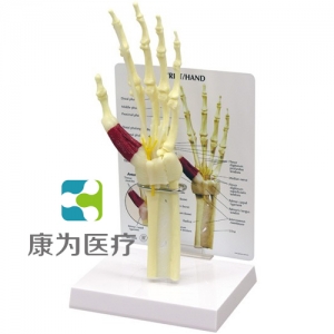 “康為醫療”醫患關系溝通模型-前臂骨骼帶手掌、手腕模型 （醫學指導模型）