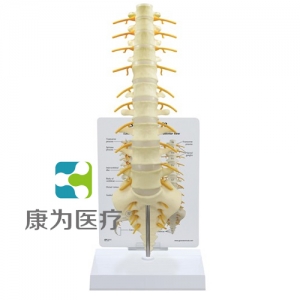 “康為醫療”醫患關系溝通模型-骶骨帶脊髓和脊神經模型 （醫學指導模型）