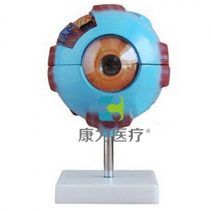 GPI感覺器官眼睛眼球硅膠模型（軟硬結合）